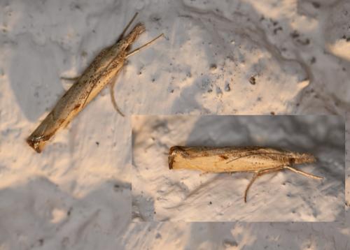Agriphila geniculea